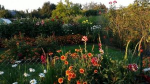 Schrebergarten, Hobbygarten. Bebra. Tomaten bis 1,5 Kg.
