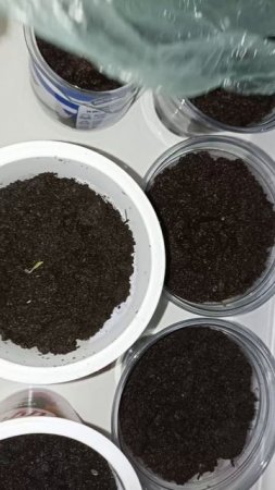 Ура, рассада проростает🌱☘️🍀🌿