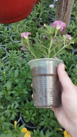 Не налюбуюсь! Калибрахоа с самой популярной расцветкой!
