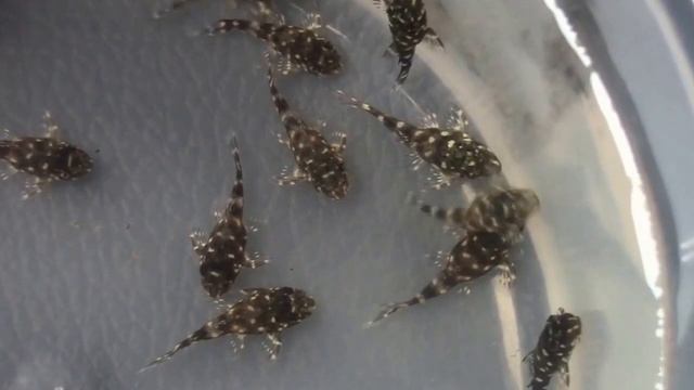 L201 Orinoco Angel Pleco - 90 days смотреть онлайн