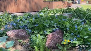 ЛЖЕ незабудка? Бруннера!