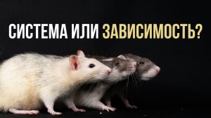 Система или зависимость? Выбирай сам! 👇🏻
