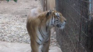 Майорка 2014 год. Зоопарк. Шикарный тигр!