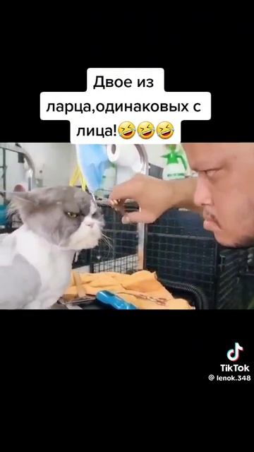 мемы