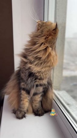 А у вас какая погода?😸 #котики #юмор #март