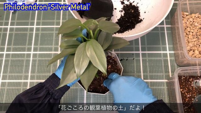 【フィロデンドロン】シルバーメタルの植え替え｜Philodendron 'Silver Metal'｜観葉植物 смотреть онлайн