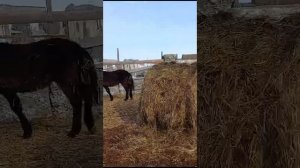 Лошади