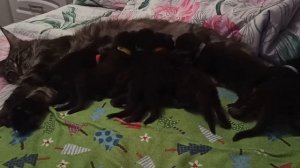 Рокси и её детки. Растем!