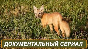 Анонс мини-сериала "Корсак Тяпа"