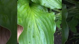 Хоста айриш лак (hosta irish luck)