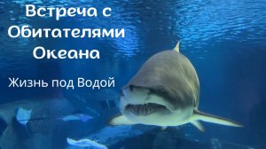 Встреча с Обитателями Океана: Жизнь под Водой