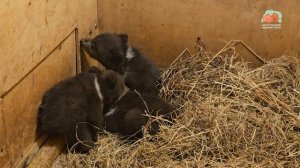 КАЛУЖСКИЕ МЕДВЕЖАТА-ТРОЙНЯШКИ