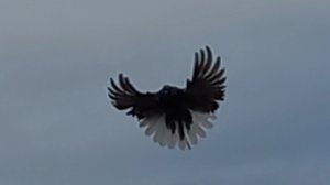 Весенние потоки.