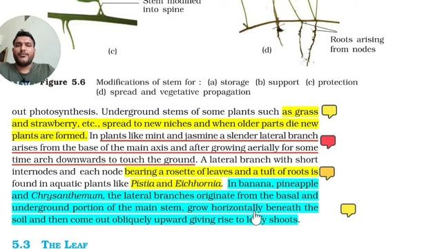 🪴 Plant Morphology 🍃 🍂 Roots stem leaves  🌸 Flower in Hindi NEET 2022 NCERT REVISION SERIES VK GOYA