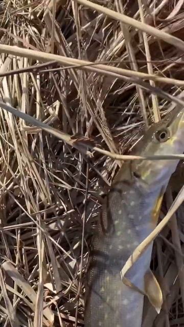 первая щучка в этом сезоне!!#рыбалка #fishing #отдыхнаприроде #трофейнаярыбалка #природа #охотаирыба