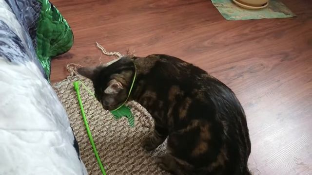 15 марта 2020 г. смотреть онлайн