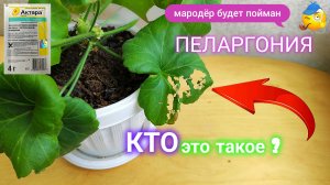Пеларгония. Как бороться с вредителями.