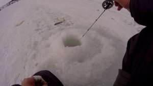 Чепца.Бешенный клев....