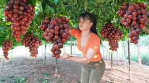 Работяга из Вьетнама, сбор урожая винограда. Продажа на сельском рынке.