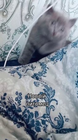 Милаха😻 

#новыйпитомец #котомания #кареглазаяблондинка #люблюкошек #AlinaKlyukva