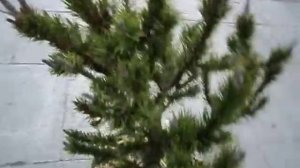 Pinus contorta Spaans Dwarf