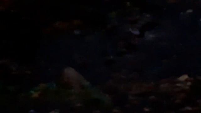 кормление уток в роще на пруду. красоты Тамбова смотреть онлайн