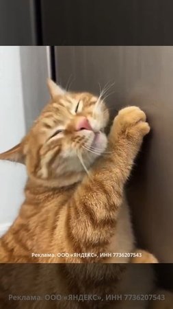 😼Игрушка для кошек с кошачьей мятой.