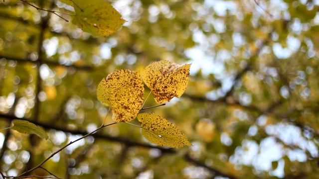Осень Написана Кистью смотреть онлайн