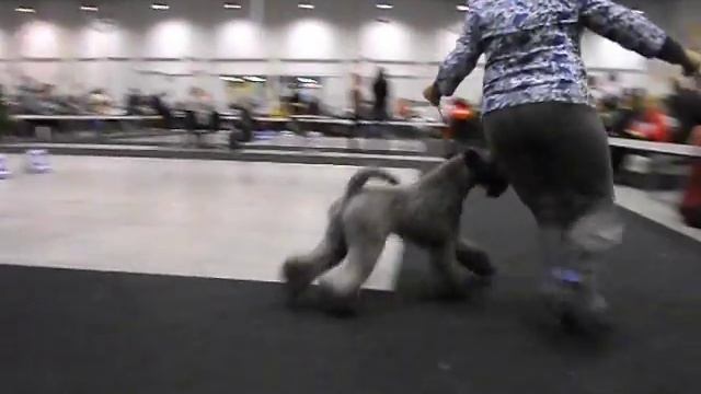 Кобель открытый класс - 13.12.2015, CACIB, Новосибирск смотреть онлайн