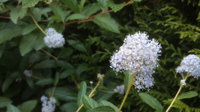 Céanothe 'Topaz' ou lilas de Californie Le bleu clair flotte dans parfume les airs смотреть онлайн