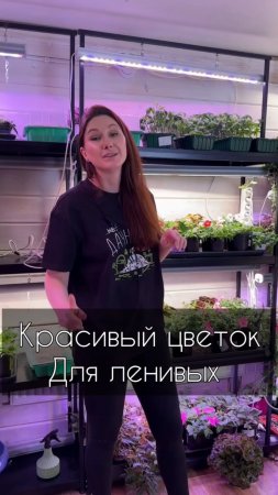 Красивое растение для ленивых садоводов.