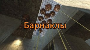 Барнаклы, то ли слизни или лизуны