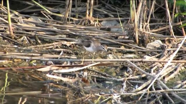112 Vodouš bahenní, Tringa glareola, Wood Sandpiper, Bruchwasserläufer, Jarmila Kačírková смотреть онлайн