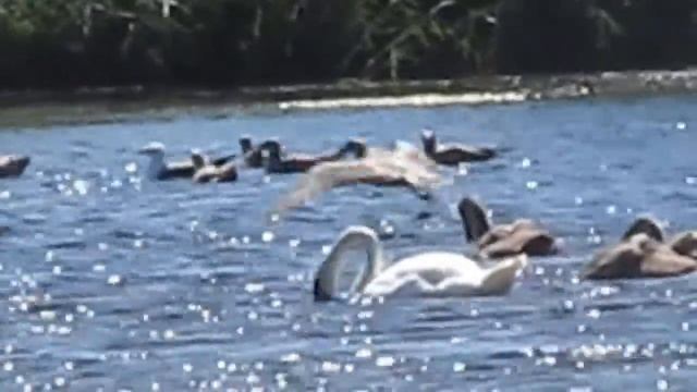 The Indian Emperor (1726) смотреть онлайн