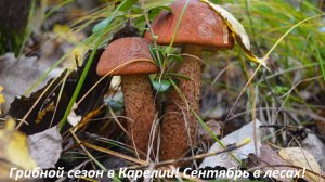 Грибной сезон в Карелии! Полно подосиновиков! Щедрый сентябрь! Ловим кайф в лесах Карелии!