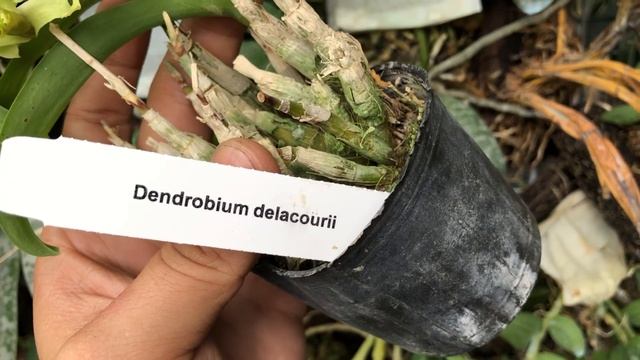 綠色的蘭花？在自然界中最奇怪的顏色，綠色是最不討喜的顏色 смотреть онлайн