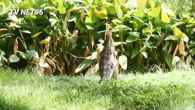 si kadal raksasa dari Indonesia. смотреть онлайн