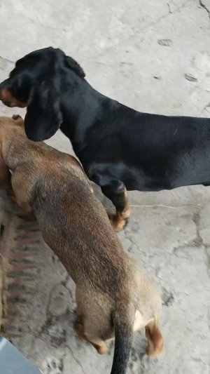 игра с собаками