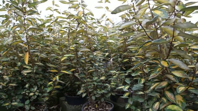 Elaeagnus Ebbingei Limelight - planteztop.fr смотреть онлайн