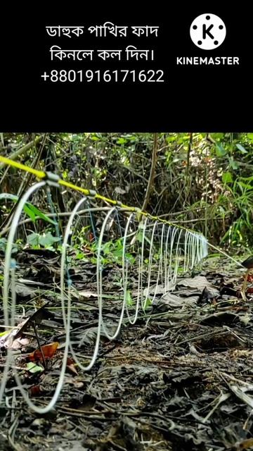 dahuk pakhir fad kinbo.waterhen dahuk bird trap. смотреть онлайн
