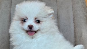 Девочки щенки шпица (видео)