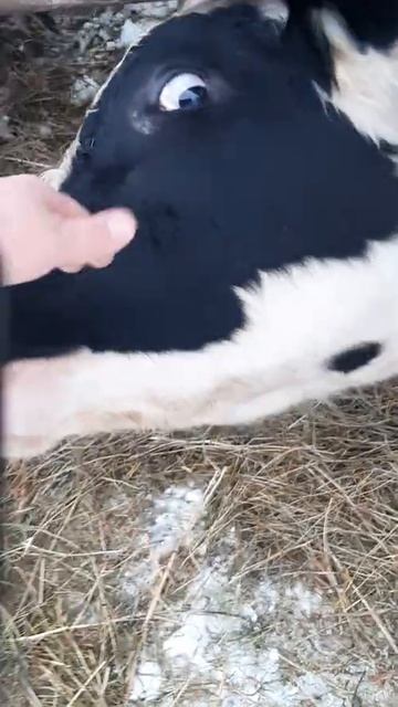 ЛАСКОВЫЙ БЫК СЕМЕНТАЛ смотреть онлайн