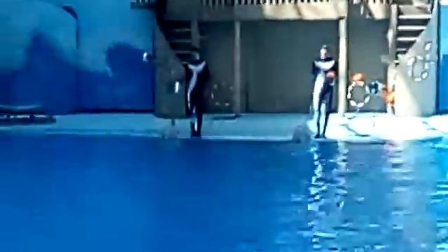 Малыши белухи смотреть онлайн