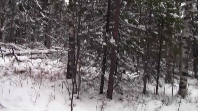 Два дня в поле  -  Плакун, Красавка, Байка   20,21. 11. 18 г. смотреть онлайн