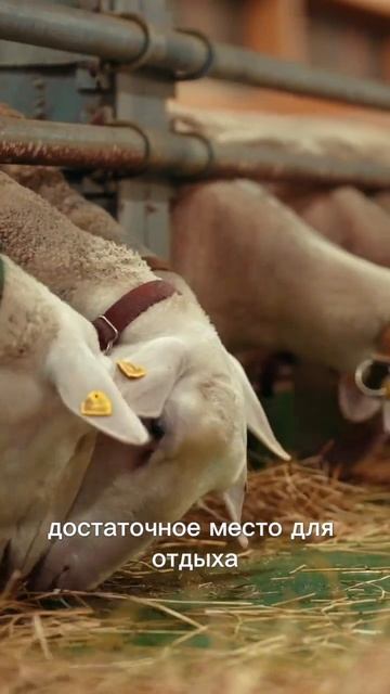 Как получить от коровы больше молока?  #ферма #молоко #производство