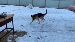 Эльза ,стройка дома Проталины!