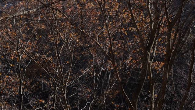 Honegger : Symphony No. 3, 'Liturgique' - I. Dies Irae, Allegro marcato смотреть онлайн