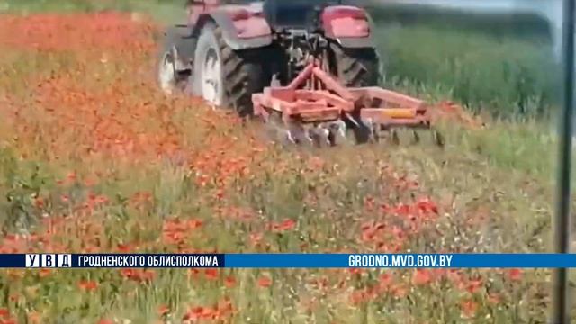 4 тонны мака произрастало на полуострове под Гродно смотреть онлайн