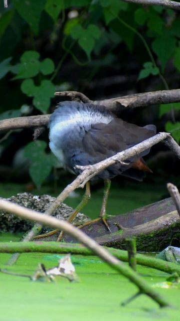 White Breasted Water hen💖 || nikon photography #shorts смотреть онлайн