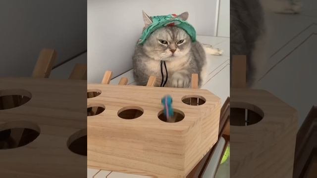 🤩котики🤩